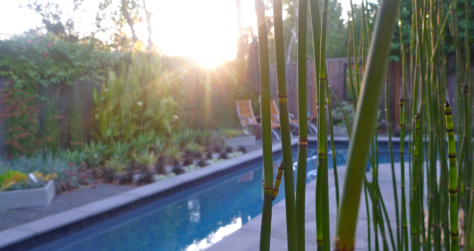 Mott Landscape | Redwood City, California | Photo number 7