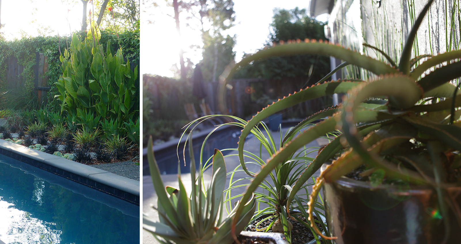 Mott Landscape | Redwood City, California | Photo number 8