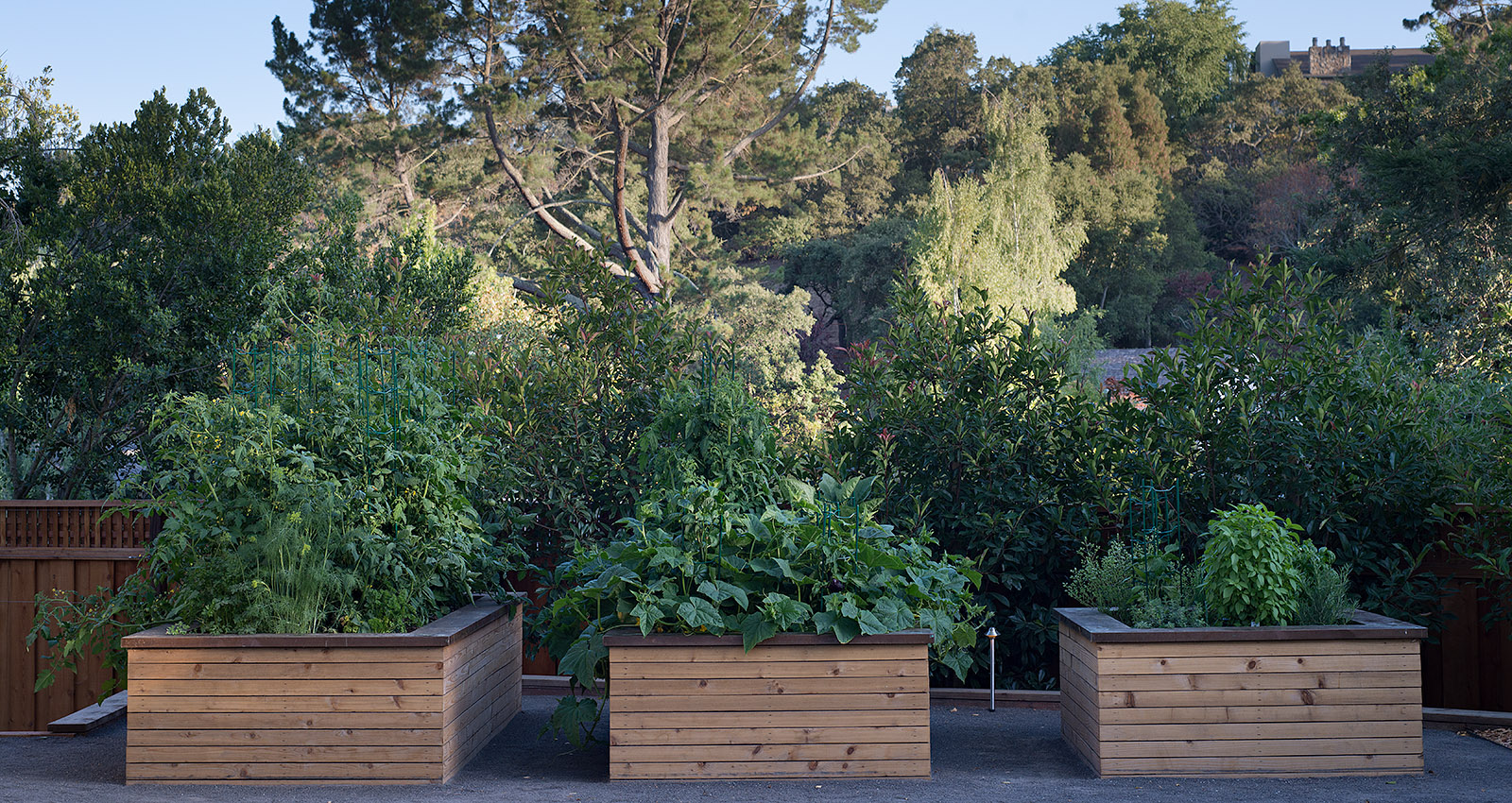 Mott Landscape | Menlo Park, California | Photo number 4