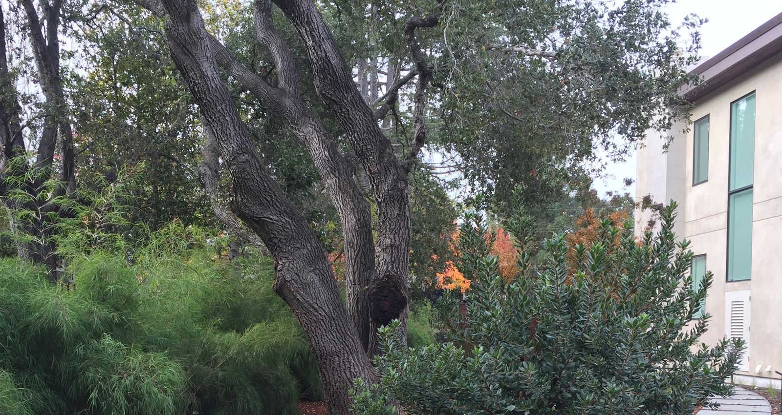 Mott Landscape | Los Gatos, California | Photo number 2