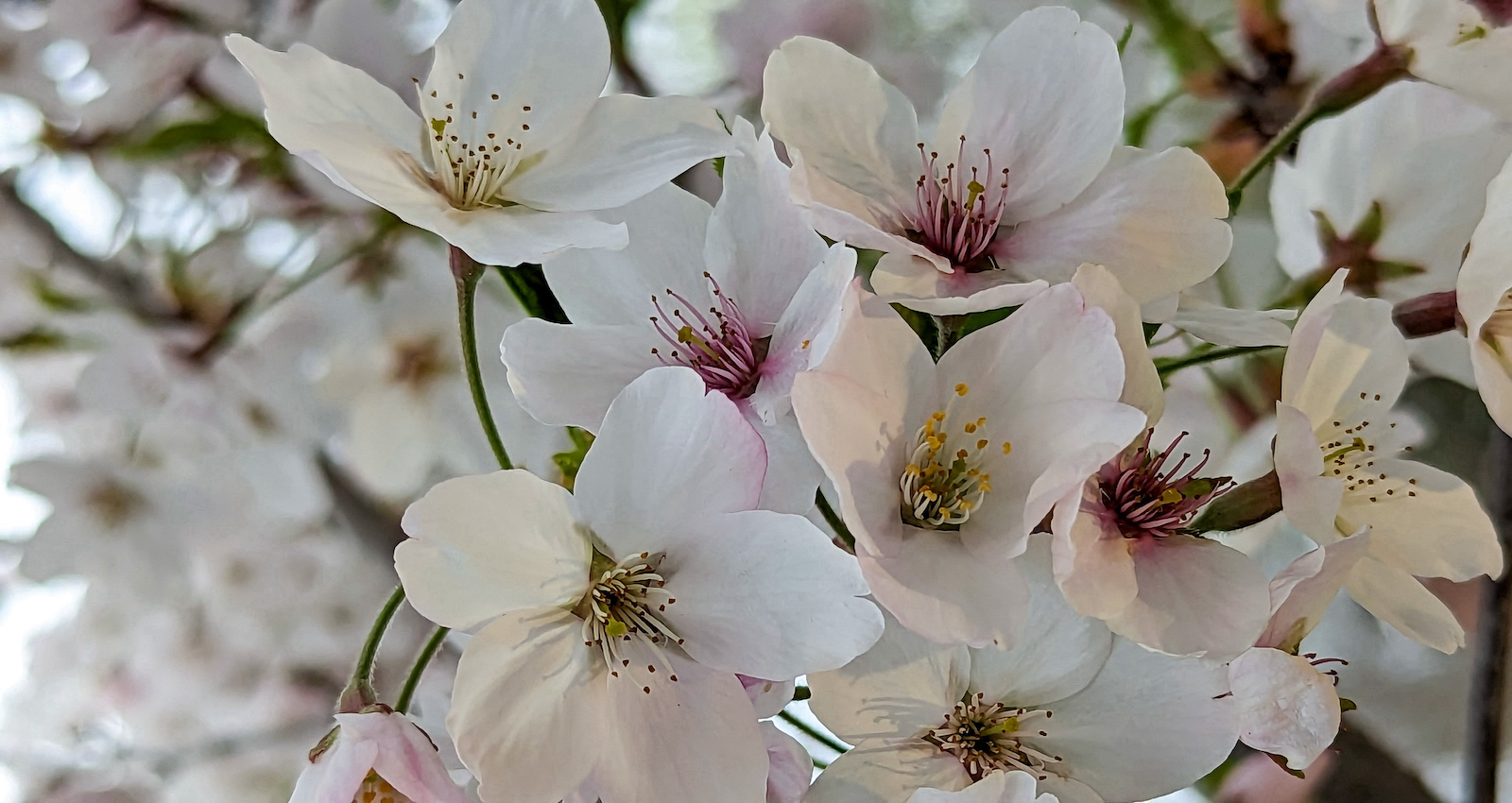Mott Landscape | Old Palo Alto, California | Photo number 5