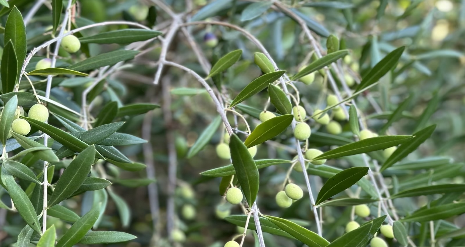 Mott Landscape | Atherton, CA | Photo number 4